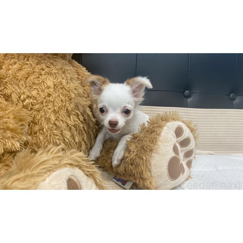 成約済の兵庫県のチワマル:チワワ×マルチーズ-405811の8枚目